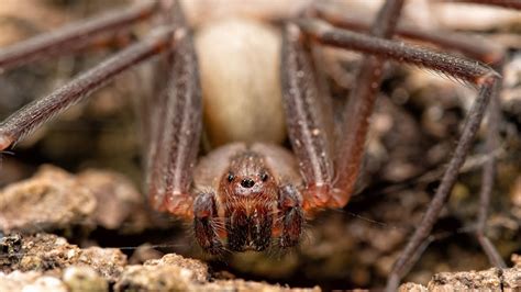 Brown Recluse Spider In Bathtub At A Local Glasgow Ky Facility Youtube