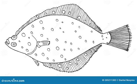 Flounder Fish Hand Drawn Black And White Beautiful Flatfish Drawing