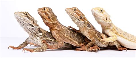 Für einen österreicher begann der albtraum am montag nach. Zubehör für Schildkröten & Reptilien in Graz und Grall bei ...