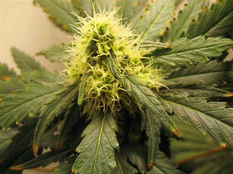 How To Fix Cannabis Nutrient Burn Grow Weed Easy
