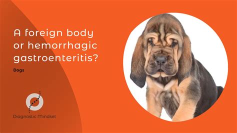 A Foreign Body Or Hemorrhagic Gastroenteritis In This Dog