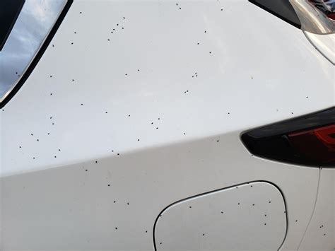 Came Outside To Thousands Of Tiny Bugs Covering My Car Any Idea What