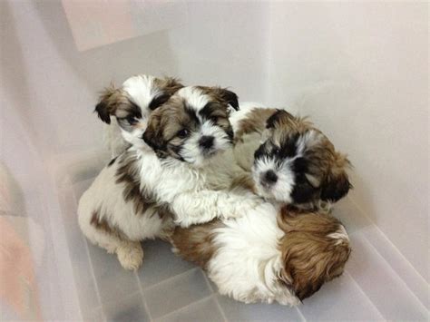 For Sale Shih Tzu X Maltese Puppies