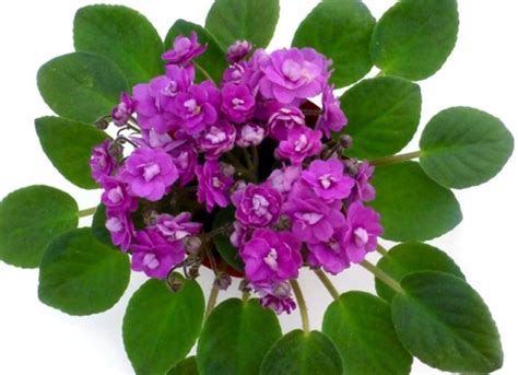 How to care for african violets! My Violet | African Violets