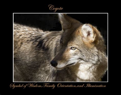 Coyote Symbol Of Photograph By Marty Maynard Pixels