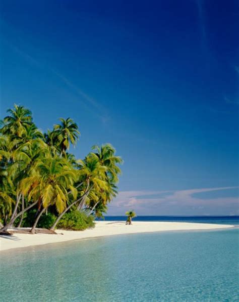 Palm Trees On A Beach Maldives Superstock