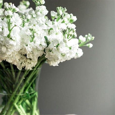 Famous White Stock Flower Bouquet 2022 Timeshed