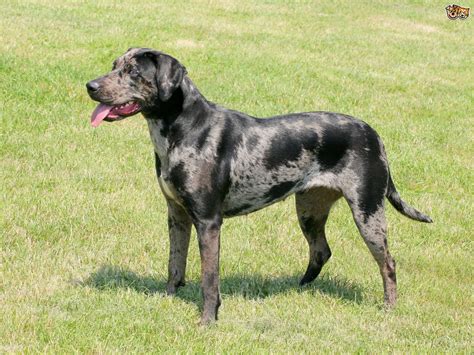 All About The Catahoula Leopard Dog Breed Pets4homes