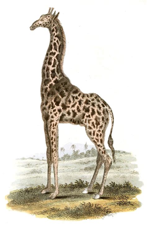 Vintage Giraffe Illustration Copy Free Vintage Illustrations