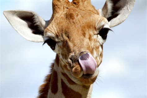Trending How The Giraffe Got Its Profile Picture And Other Riddles