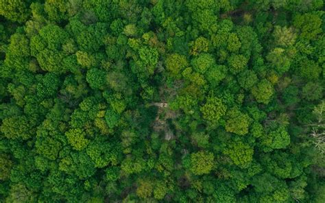 Download Wallpapers Forest Top View Green Trees Loneliness Concepts