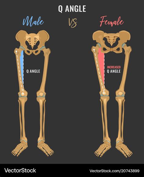 Male And Female Anatomy Differences