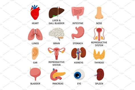 Human Body Internal Organs Set Body Anatomy Organs