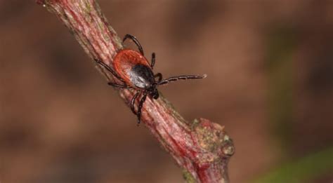 Increasing Tick Borne Diseases Better Information And Enhanced