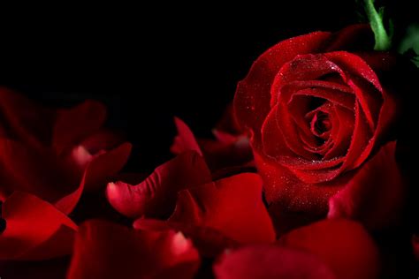 Top Red Rose With Black Background Hd Wallpaper Quotes About Love