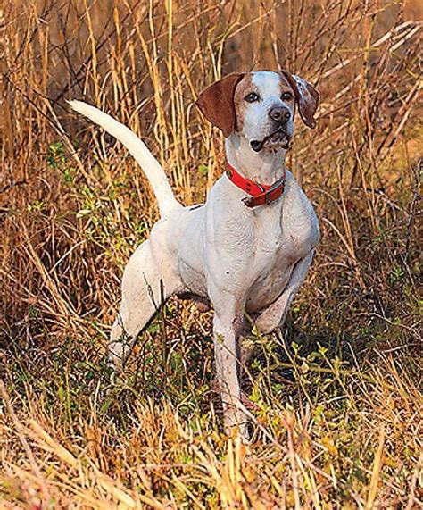 Pin By Kenneth Zweerink On Bird Dogs Dogs Hunting Dogs English