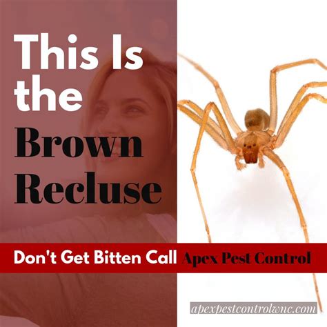 How To Get Rid Of Brown Recluse Spiders From Your Home