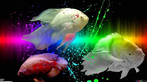 🔥 Download Oscar Fish Wallpaper By Fernandoc27 Fish Wallpapers Fish
