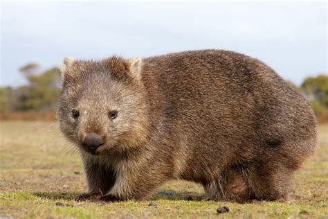 Meet The Wombat Another Australian Marsupial Global Medical Staffing