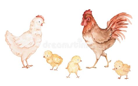 Watercolor Farm Animals Chickens Stock Illustrations 168 Watercolor