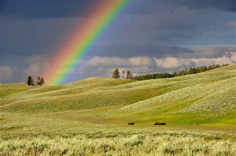 Rainbow Rainbow Near Green Grass Ranges Yellowstone National Park Image