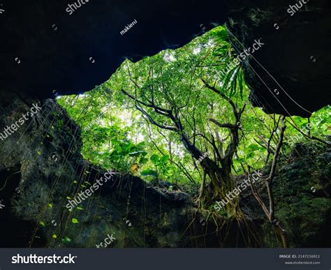 Jungle Limestone Cave Ishigaki Island Stock Photo 2147216911 Shutterstock