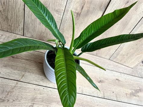 Philodendron Lynette