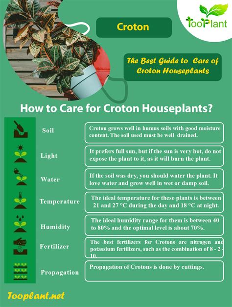 Care For Croton Houseplants How Do You Keep Croton Healthy