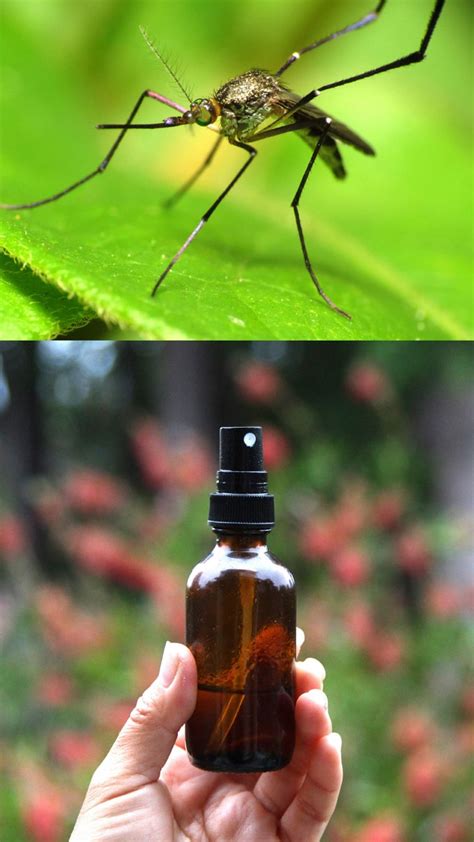 Check spelling or type a new query. Homemade Natural Mosquito Repellent ( 2 Easy Recipes that Work Wonders! ) | Natural mosquito ...