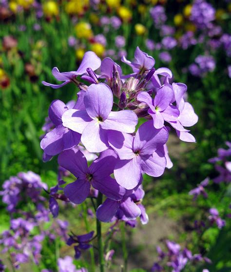 Organic Night Scented Stock 50 Seeds Matthiola Ebay