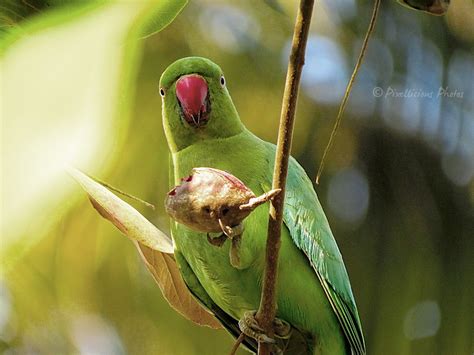 Rose Ringed Parakeet Bird Photography