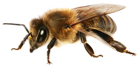 Download Bee Free Png Transparent Image And Clipart