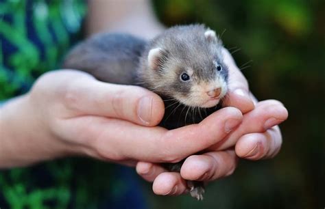 Female Ferret For Sale Adoption From Los Angeles California Adpost
