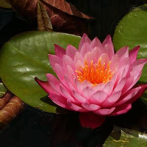 Water Lily Cascade Photograph By Byron Varvarigos Pixels