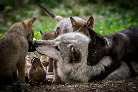 Newborn Black Wolf Pups