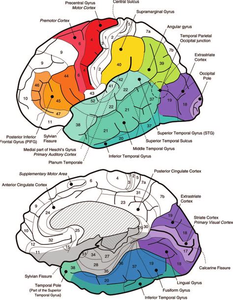 Main Brain Regions Involved In Language Processing Top Lateral View