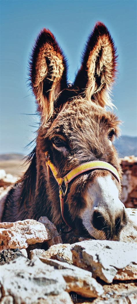 Animal Donkey Fur And Muzzle Hd Xiaomi Redmi K30 Pro Zoom Screensaver