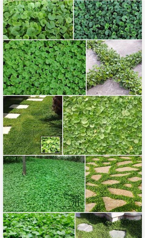 Dichondra Repens Ground Cover Plants Lawn Alternatives Ground Cover
