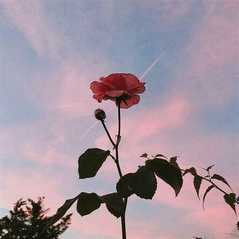 Flower Aesthetic💮 Aesthetic Roses Instagram Aesthetic Aesthetic