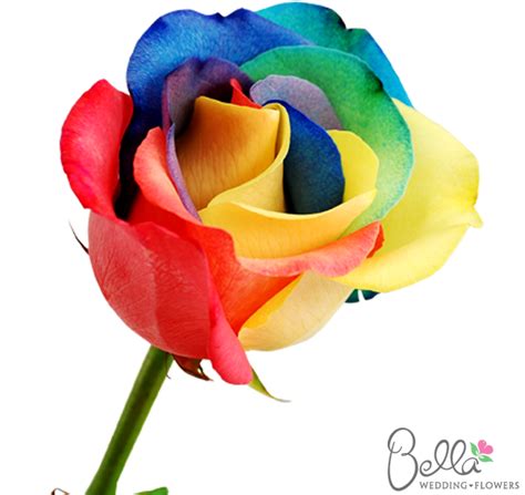 Order Rainbow Roses Bulk Rainbow Rose Flowers Rainbow Roses