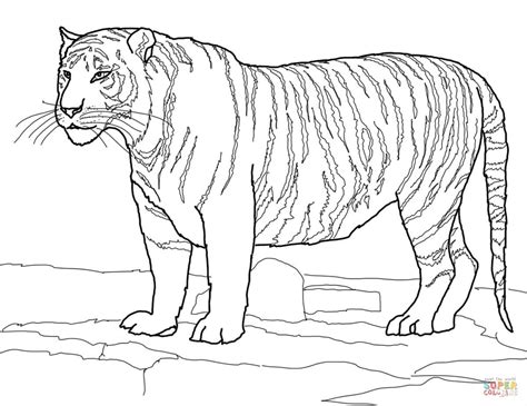 Select one of 1000 printable coloring pages of the category adult. White Bengal Tiger coloring page | Free Printable Coloring ...