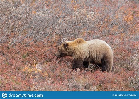 Grizzly Bear In Denali National Park In Fall Stock Photo Image Of