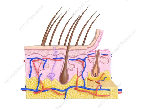 Illustration Of The Human Skin Stock Image F0238021 Science
