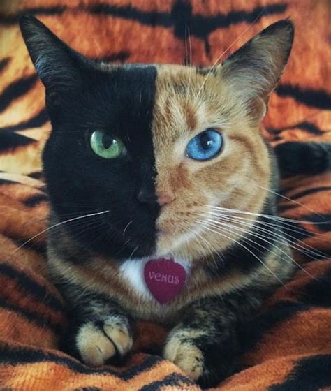 Venus The Two Faced Cat One Half Is Solid Black With A