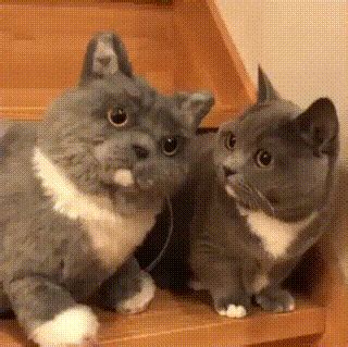 Helps a heap ton with typing without looking at the. Cat GIFs - Purrfect Love