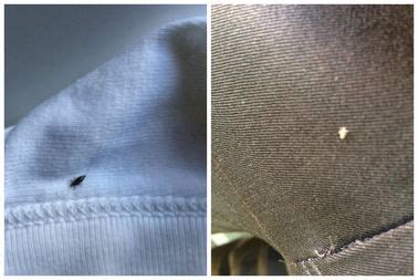 It's quite funny to think of bed bugs in a car considering that the name carried by these myths say bed bugs only live in beds but we see bed bugs on wooden furniture, leather seats, and pillows made from polyesters or feathers. Bed Bug Scare On 'L' Prompts Train Car Cleaning, CTA Says ...