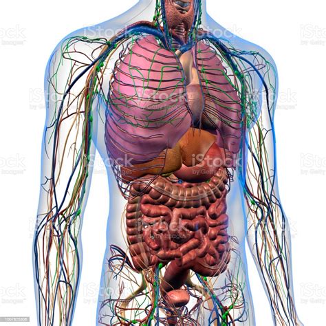 This diagram depicts heart diagram with parts and labels. Internal Anatomy Of Male Chest And Abdomen On White Stock ...