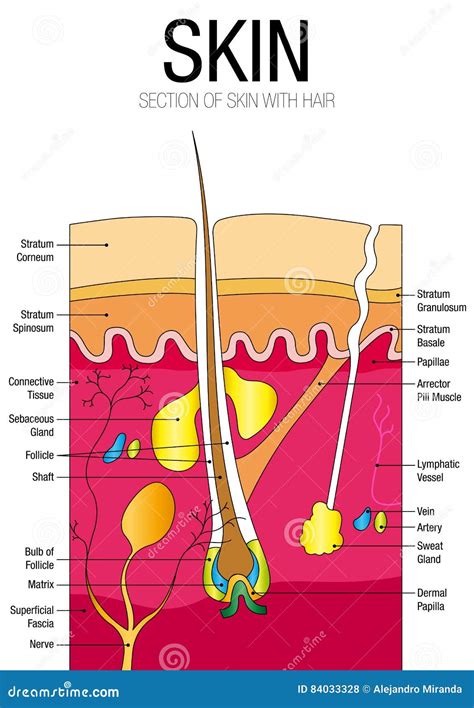 Skin Diagram With Labels