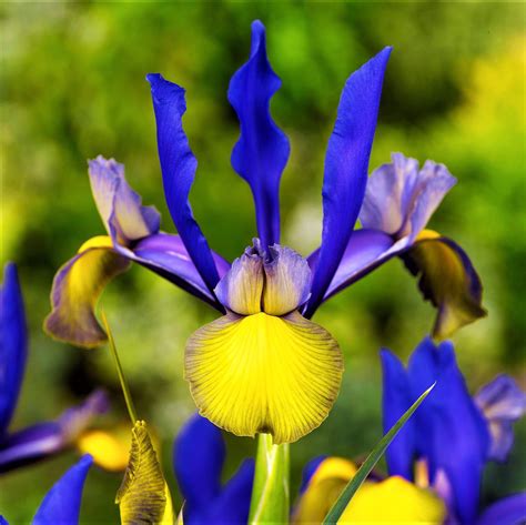 Dutch Iris Mystic Beauty Easy To Grow Bulbs