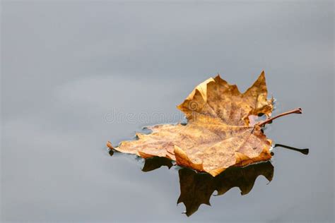 Closeup Shot Of A Dry Autumn Leaf Floating On Water Stock Photo Image
